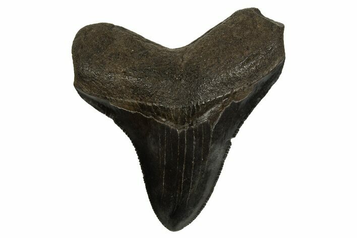 Serrated, Juvenile Megalodon Tooth - South Carolina #310093